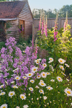 Natural English Cottage Garden With Wild Flowers In Sussex