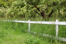 White Fence In Farm Field Ranch. Wooden Rustic Fence In Village. Green Pastures Of Horse Farms. Summer Garden In Backyard And Wooden Fence. Fence On Green Grass And The Trees Behind.	