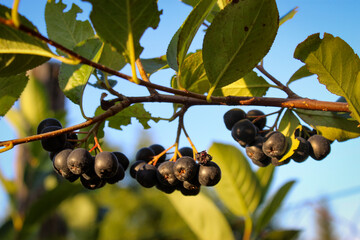 Wall Mural - Fruit chokeberry. Aronia fruit. Beautiful chokeberry berries. Aronia branch with the sky in the background. Chokeberry berries. Chokeberry berries opposite the blue sky. Aronia melanocarpa.