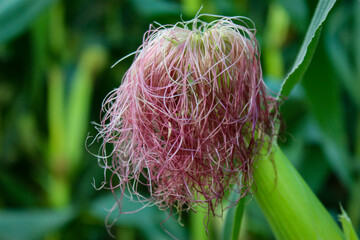 Corn silk. Corn silk on top of a young unripe green corn cob on a stalk.