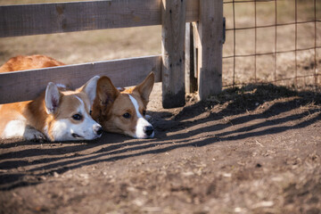 Wall Mural - herding dogs are waiting for the herd