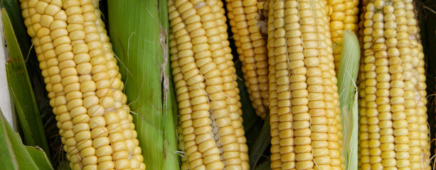 Wall Mural - Banner. Freshly harvested corn on green leaves. Corn after harvest.