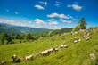 Schafherde in den Höhen von La Bresse in den Vogesen