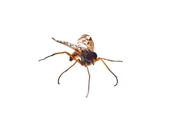 Poster - puffer fly, flies of the empididae family, dipteran predatory insect isolated on white background