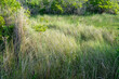 Open meadow full of tall overgrown grasses along with bushes and herbaceous shrubs with roots sunk deep into the muddy clay soil of the freshwater river delta estuaries and streams.