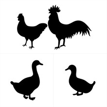 Farm Animal - Poultry