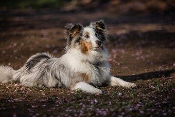 Wall Mural - Sheltie for a walk in the morning park