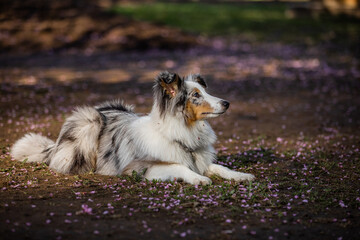 Wall Mural - Sheltie for a walk in the morning park