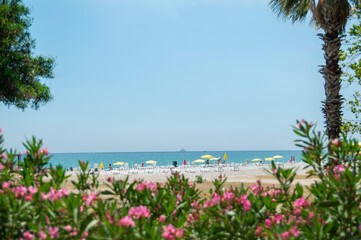 Wall Mural - Sea Sky and beach among trees and flowers.