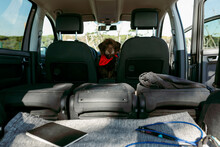 Dachshund Puppy With A Red Scarf   Sitting On Car 