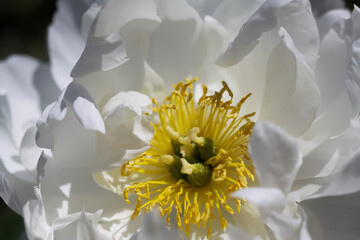 Macro closeup of isolated white peony blossom (paonia suffruticosa) with yellow stamen