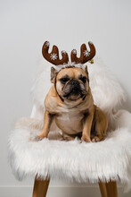 French Bulldog Dog Ready For Christmas
