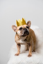 The King. French Bulldog Dog With A Crown 