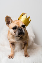 The King. A French Bulldog Dog With A Crown 