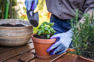 Woman planting basil herb into flower pot on table in garden. Gardening in spring