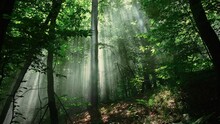 Beautiful magical sunrise in the forest. The sun's rays break through the trees in the fog. The mystical nature of the rainforest.