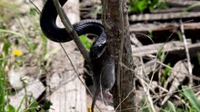 Black Rat Snake Feeding In A Tree