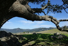 Shade Tree On Hillside Above Jenner Headlands