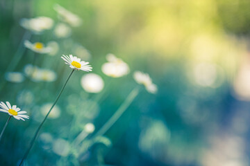 Wall Mural - Beautiful field meadow flowers chamomile, soft green blue in morning light pastel colors, nature landscape, close-up macro. Relaxing calming nature, inspirational floral background