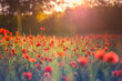 Stunning red poppies in summer flower field sunny scenery closeup. Sun rays beams blurred bokeh forest trees. Nature flower landscape, blooming floral view. Beautiful garden meadow horizon bright calm
