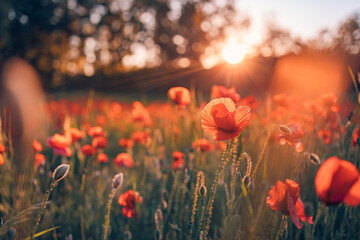 Wall Mural - Stunning red poppies in summer flower field sunny scenery closeup. Sun rays beams blurred bokeh forest trees. Nature flower landscape, blooming floral view. Beautiful garden meadow horizon bright calm
