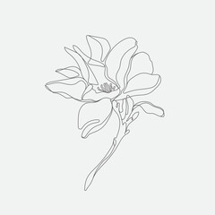 Vector Flower mono-line  illustration. Contemporary art drawing.