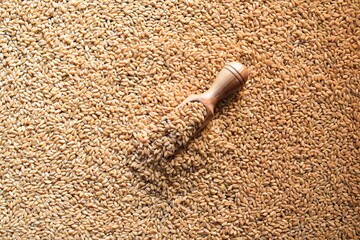 Wall Mural - Raw whole dried wheat cereal grains