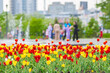 tulips grow in a flower bed in the city park for family walks