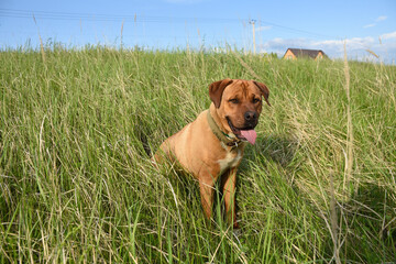 big dog sitting on the grass 