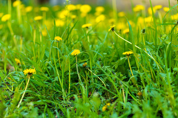 summer, nature, spring, freshness - background of many beautiful fresh wild natural flower plant on spring meadow in hot sunny day. white yellow fluffy dandelions on blue bright sky garden summertime