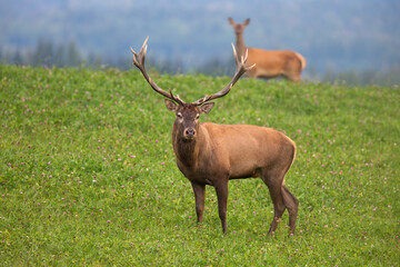 Wall Mural - couple of red deer, cervus elaphus, standing on pasture in autumn nature. male and female looking to