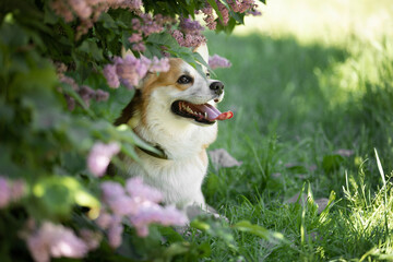 Wall Mural - welsh corgi pembroke in lilac flowers