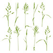 Natural herbs isolated on white - silhouettes of wild blades of grass - herbal set