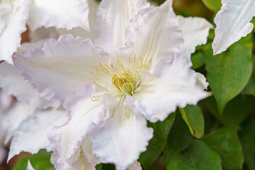 large flowered white clematis 'duchess of edinburgh' in summer bloom