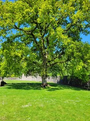 tree in park