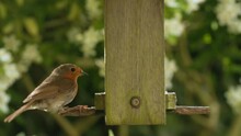 4K Slow Motion Video Clip Of Robin Eating Seeds, Sunflower Hearts, From A Wooden Bird Feeder In A British Garden During Summer