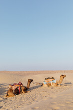 Two Camels Sitting On The Sand