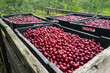 © Zoran Milich/Stocksy - Sour Cherry Harvest