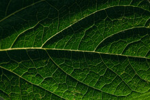 Green Leaf Macro Background