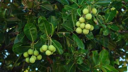 Wall Mural - Calophyllum inophyllum is a large evergreen plant, commonly called tamanu, mastwood, beach calophyllum or beautyleaf. Kuilei Cliffs Beach Park, Honolulu, Oahu, Hawaii