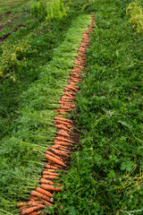 Wall Mural - Freshly picked carrots laid in a row