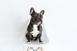 © Kristen Curette & Daemaine Hines/Stocksy - Adorable french bulldog sitting on a chair