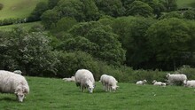 Sheep With Lambs In Wales. UK