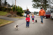 Family With Pug Dogs Walks Together Down Neighborhood Street