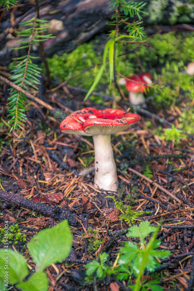Homgod Rojos Hongos rojos en el bosque Stock Photo | Adobe Stock
