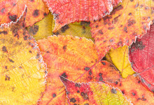 Autumn Blackberry Leaves