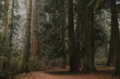 © Kim Jay Photography/Stocksy - Alone in the forest among giant trees on the west coast