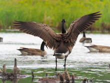Canada Goose Stretching It's Wings