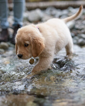 A Golden Retriever Puppy Walking In A Creek