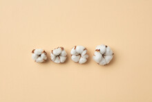 Four Dried Cotton Flowers